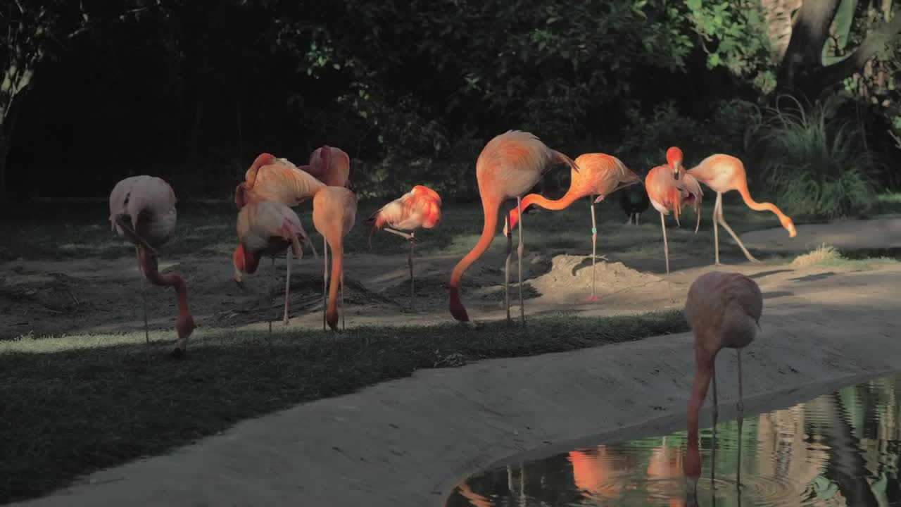 Stock Video Flamingos In A Zoo Enclosure Live Wallpaper For PC - Free Download