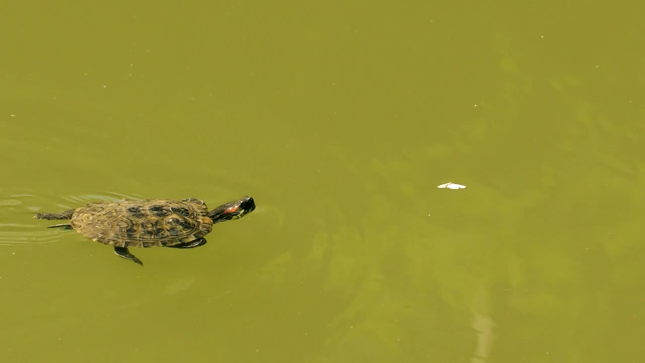 Free Stock Video Turtle Swimming In A Pond Of Greenish Water Live Wallpaper - Free Download