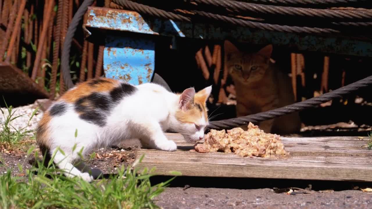 Stock Video Homeless Little Kitten Eating Animated Wallpaper - Free Download