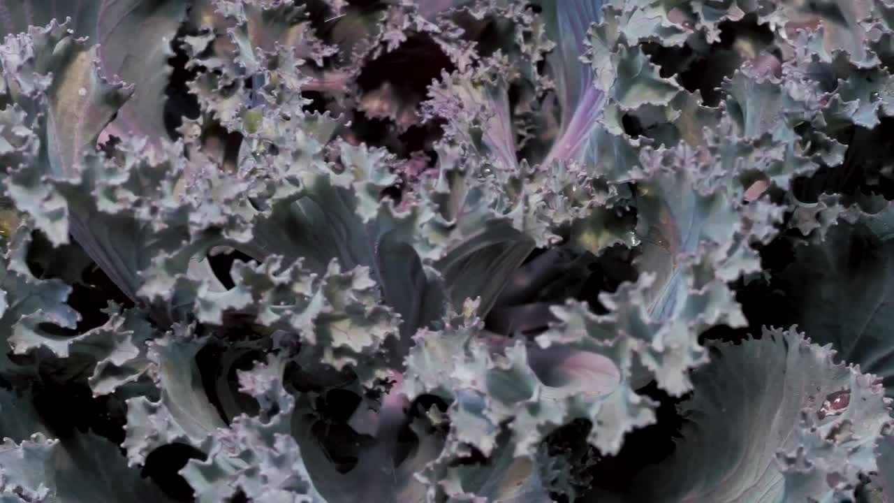 Video Stock Purple Lettuce And Yellow Leaves Live Wallpaper Free - Free Download