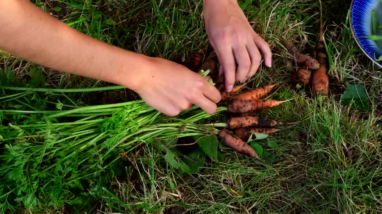 Stock Video Hands Harvesting Wild Carrots Live Wallpaper For PC - Free Download