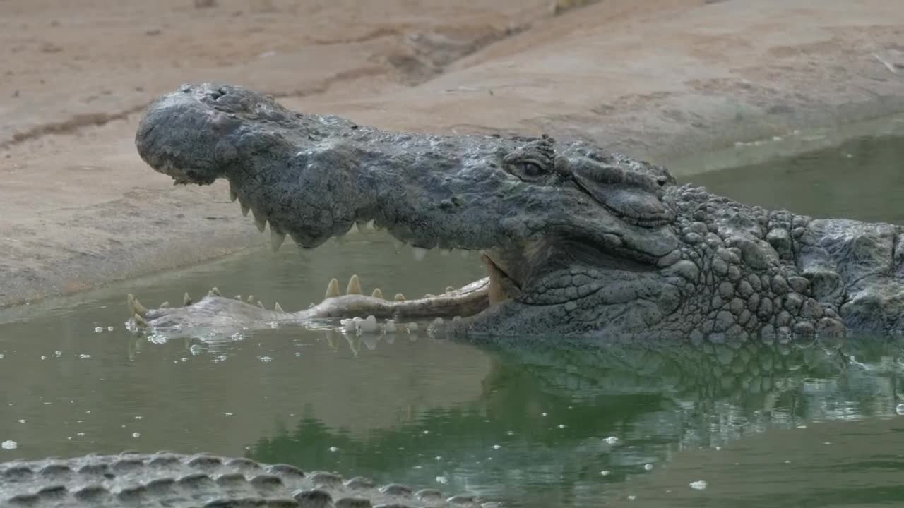 Stock Video Crocodile With An Open Mouth Live Wallpaper For PC - Free Download