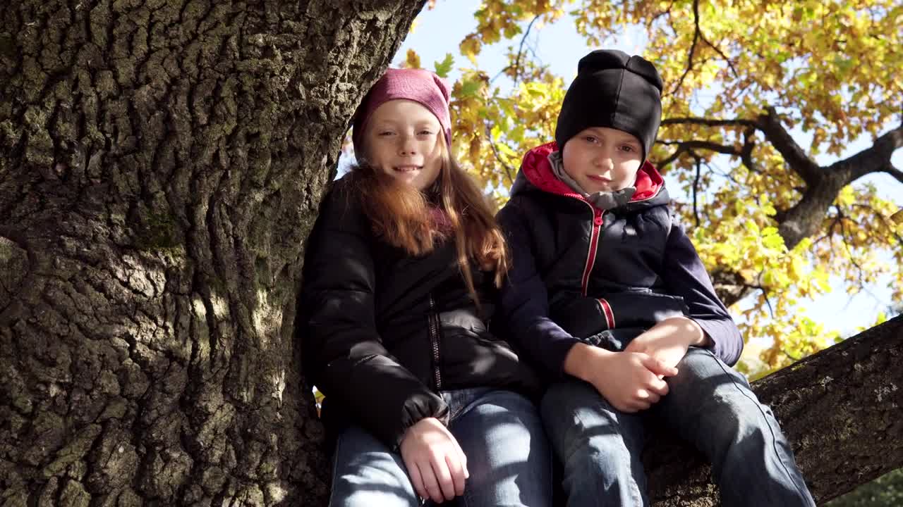 Free Stock Video Siblings Sitting On A Branch Live Wallpaper - Free Download