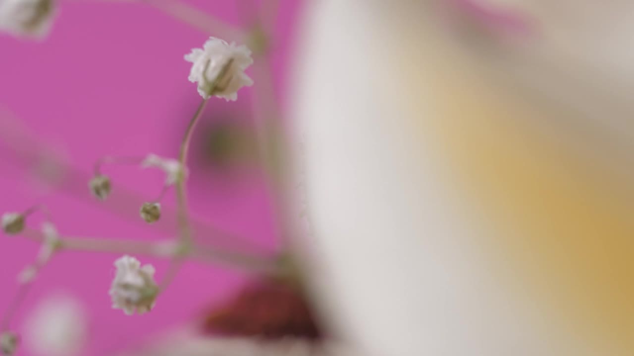 Stock Video Details Of A Flower On A Pink Background Live Wallpaper For PC - Free Download