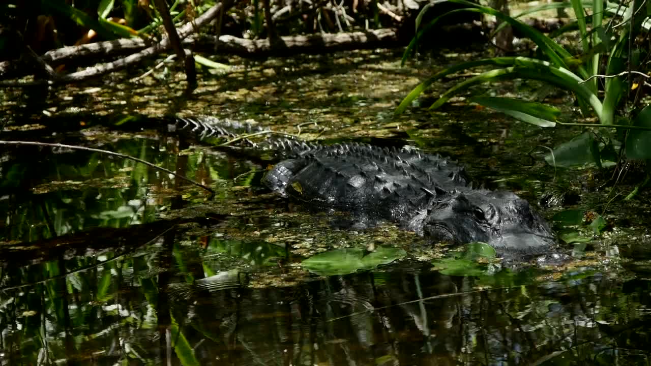 Stock Video Crocodile Perched In A Swamp Live Wallpaper For PC - Free Download