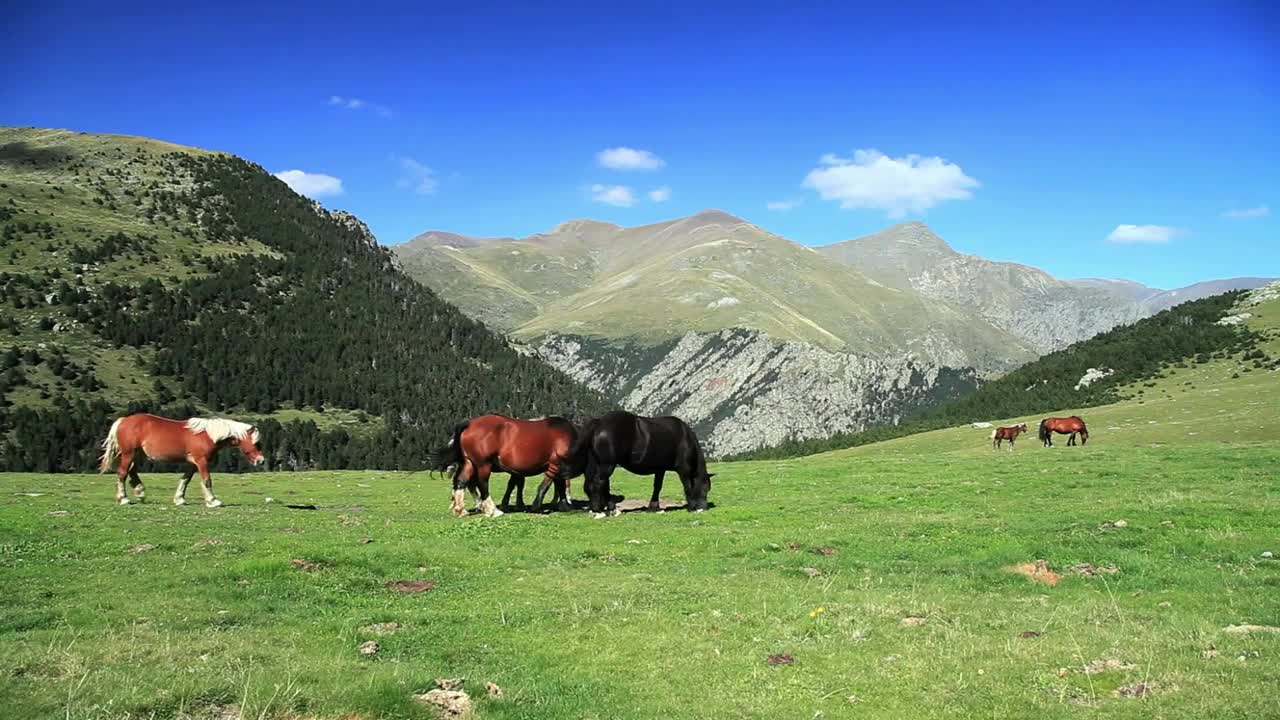 Free Stock Video Wild Horses In The Mountains While Grazing Live Wallpaper - Free Download