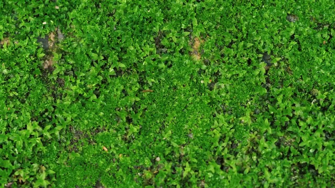 Stock Video Green Little Grass Plants And Leaves Live Wallpaper For PC - Free Download