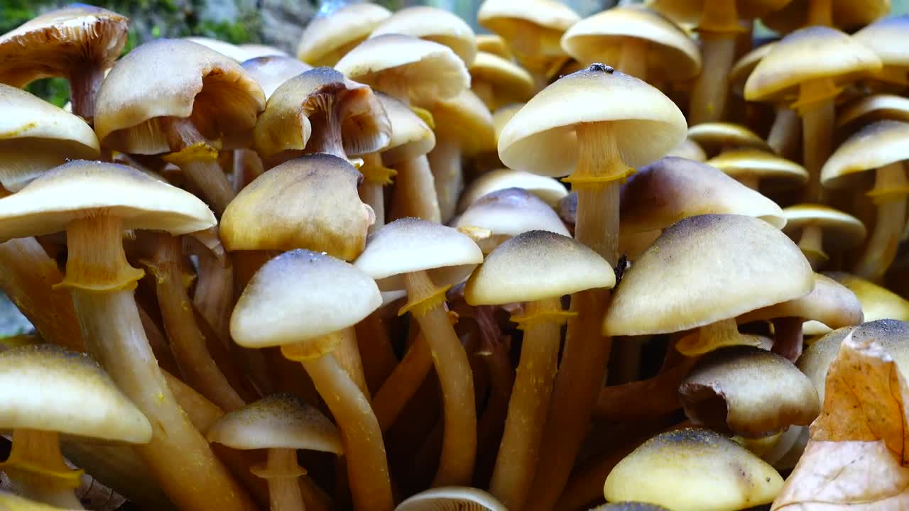 Video Stock Closeup Of Wild Mushrooms Live Wallpaper For PC - Free Download