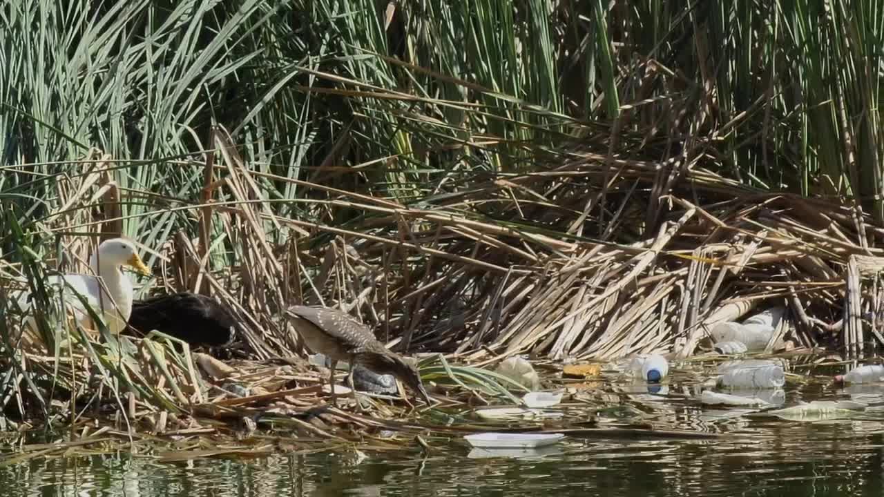 Free Stock Video Seagulls And Ducks In A River Polluted With Garbage Live Wallpaper - Free Download