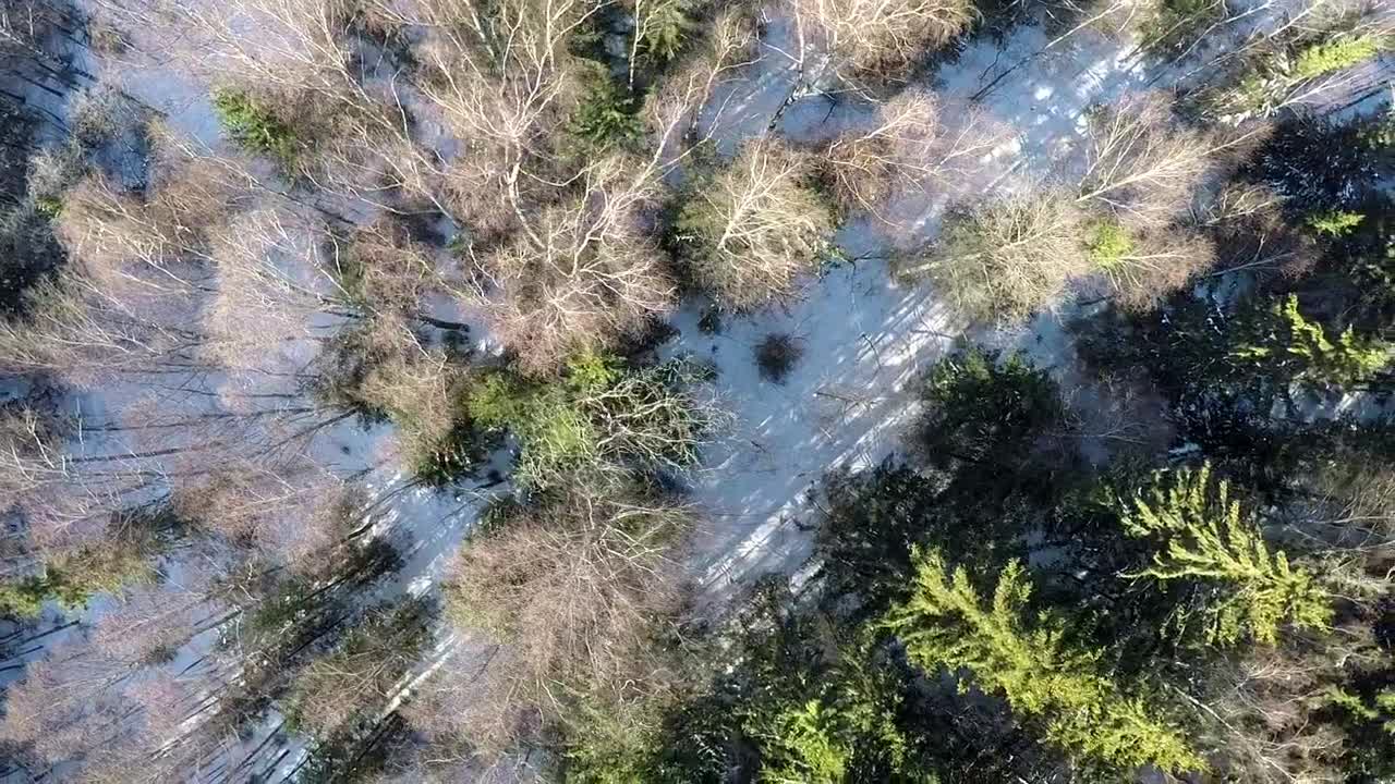 Stock Footage Winter Snow Covering Woodland Live Wallpaper - Free Download