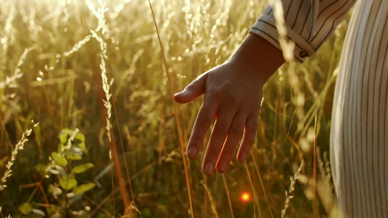 Stock Video Hand Touching Wheat In Golden Sunset Live Wallpaper For PC - Free Download