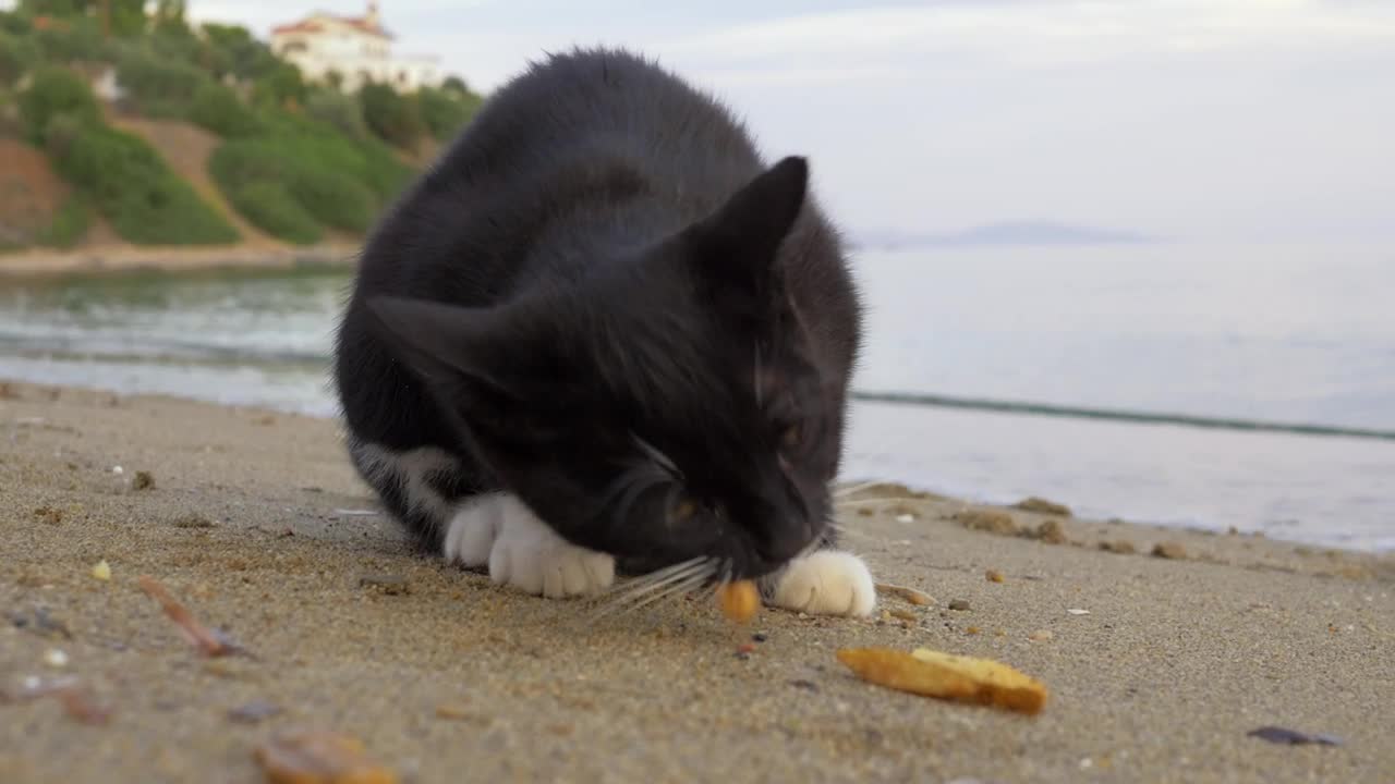 Video Stock Cat Eating Dropped Fries Live Wallpaper For PC - Free Download