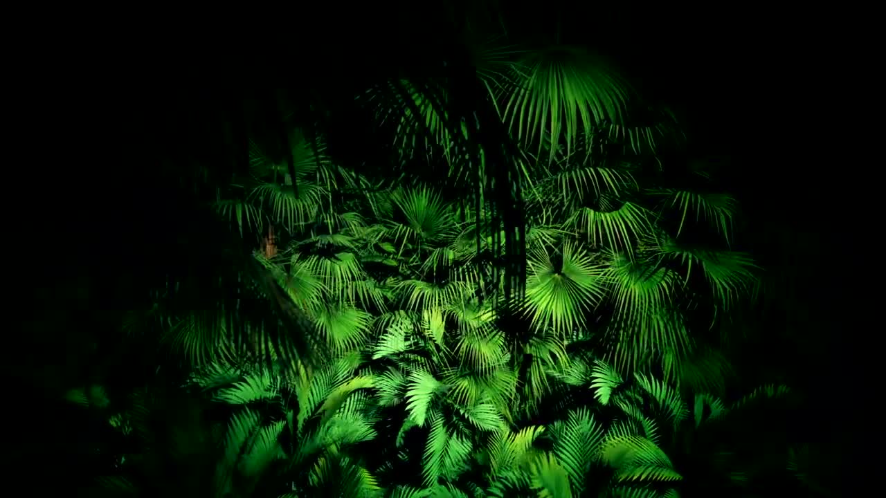 Stock Video Jungle Plants At Night Loop Video Animated Wallpaper - Free Download