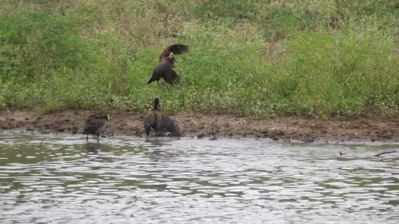 Stock Video Ducks Fighting On The Lakeshore Live Wallpaper For PC - Free Download