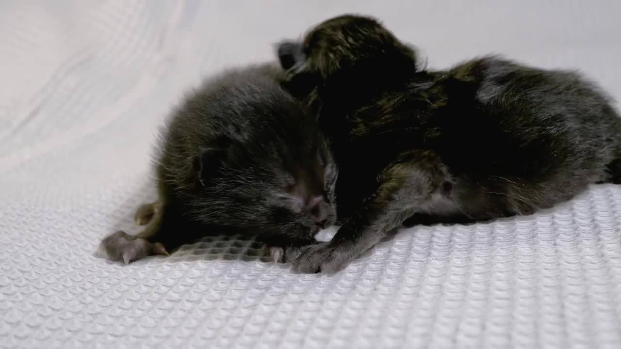 Free Stock Video Two Newborn Black Cats Live Wallpaper - Free Download