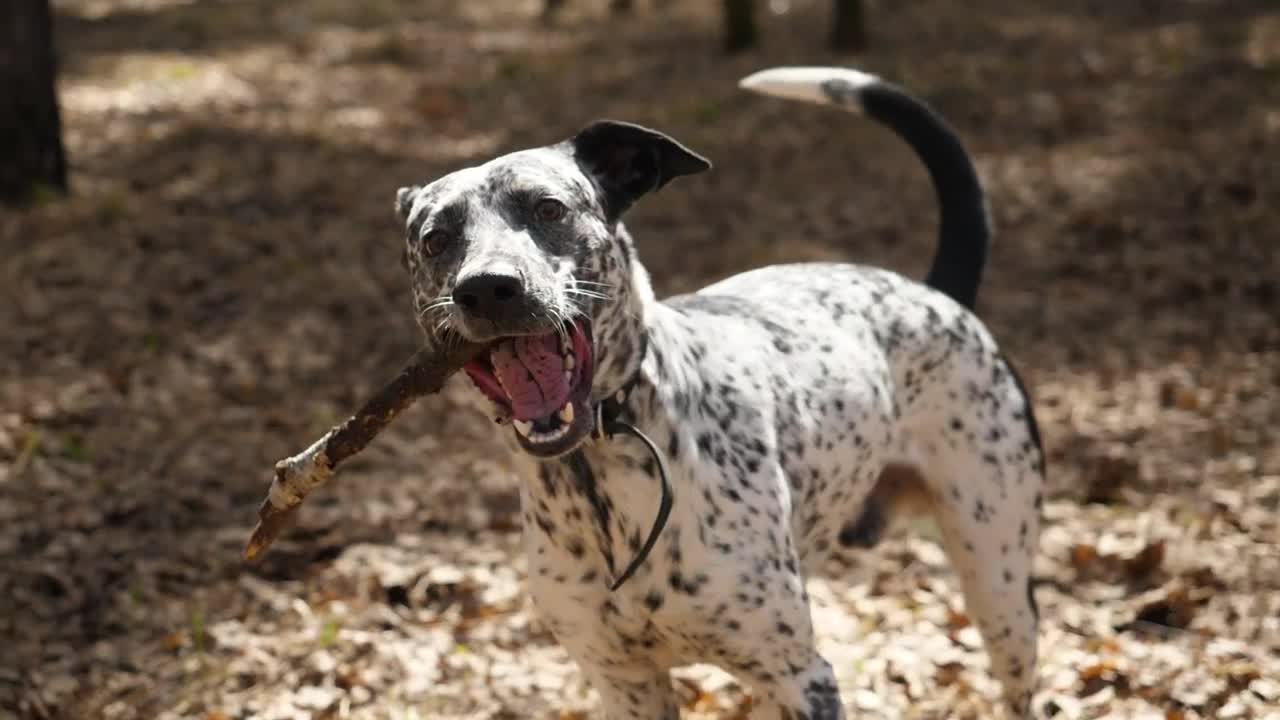 Stock Video Dalmatian Holding A Stick Live Wallpaper For PC - Free Download