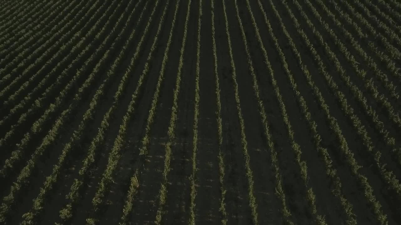 Stock Video Fields In Tuscany Live Wallpaper For PC - Free Download