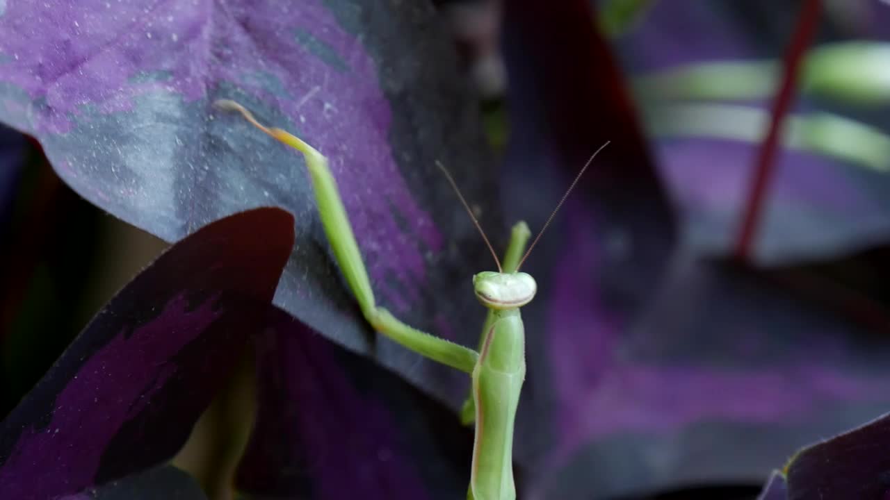 Free Stock Video Santis Religious Climbing Up Leaves Of A Plant Live Wallpaper - Free Download