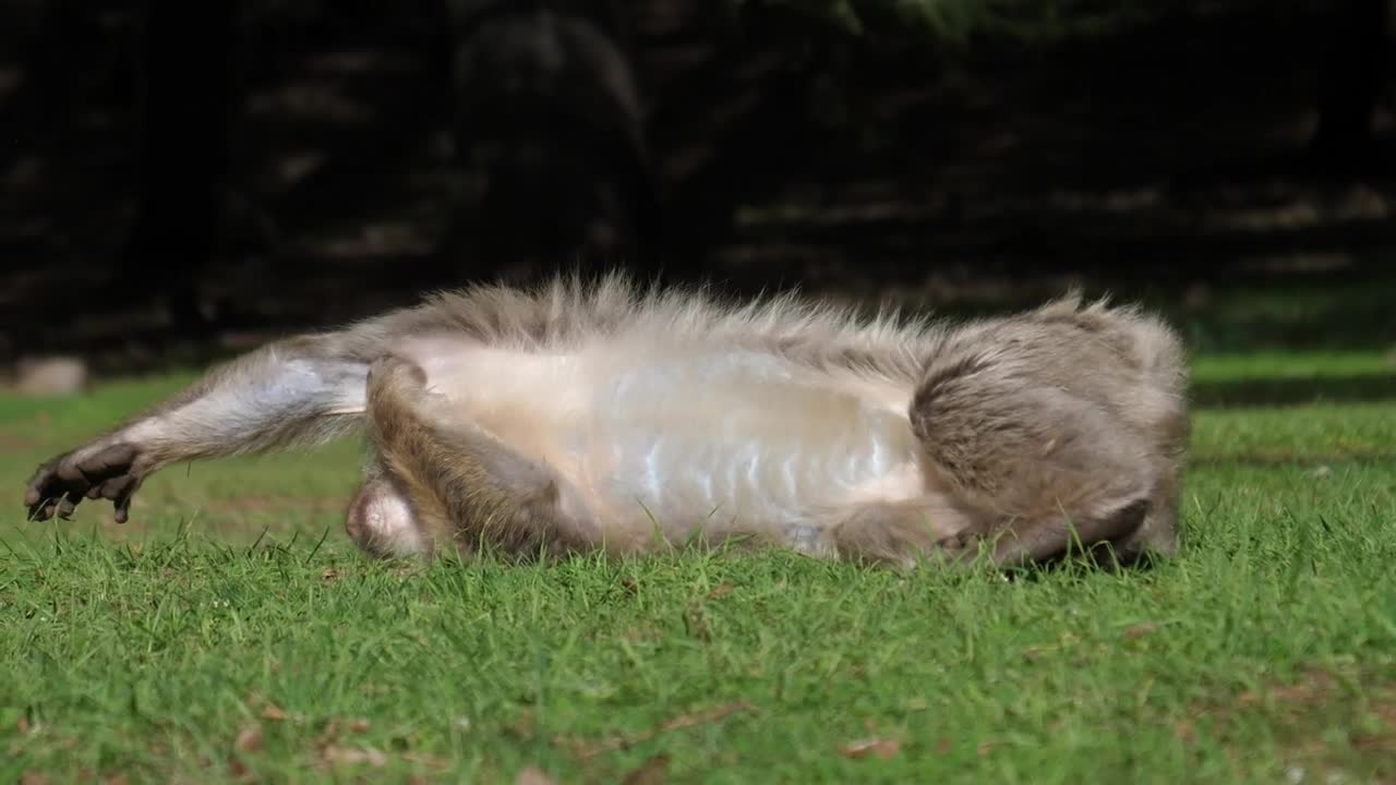 Stock Video Lazy Monkey Resting In The Grass Animated Wallpaper - Free Download