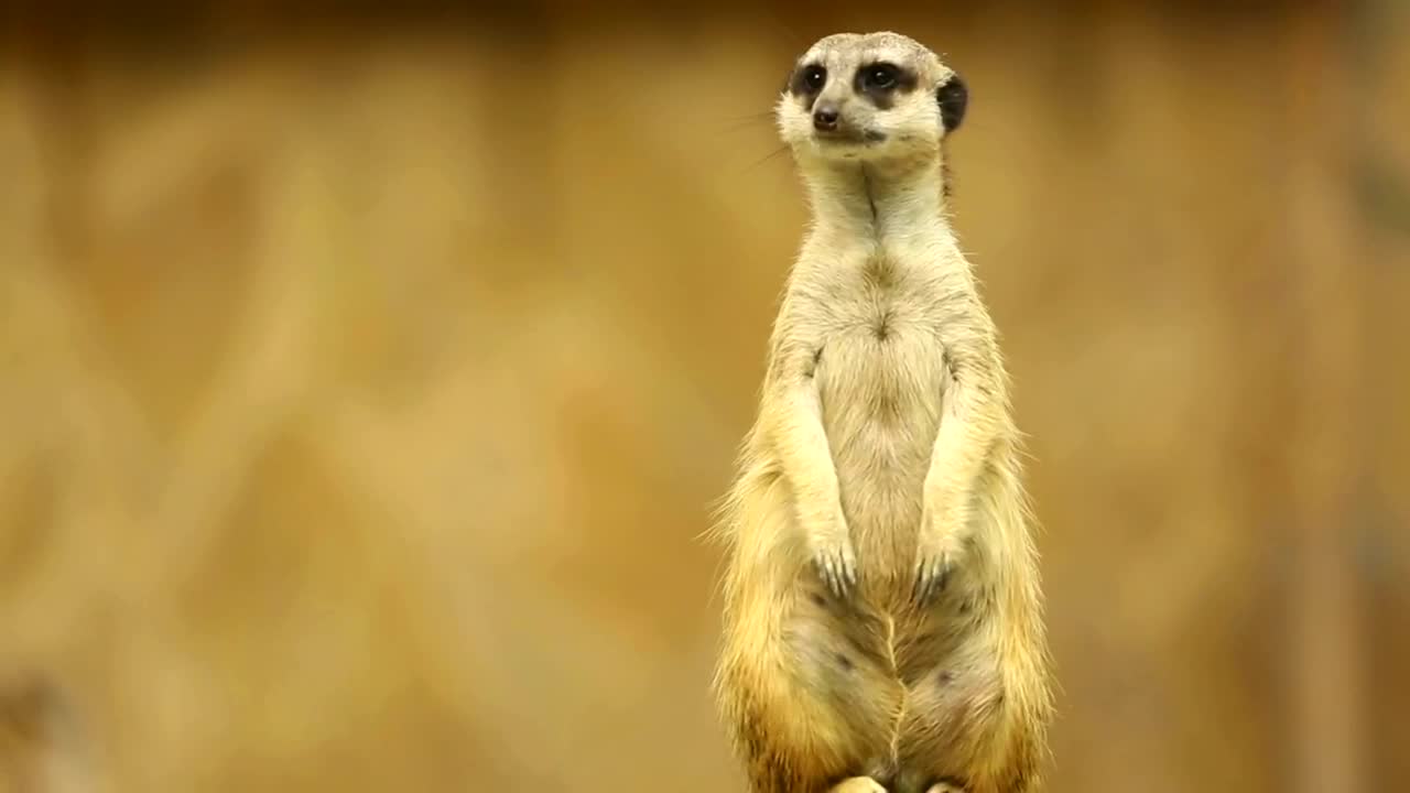 Stock Video Meerkat On Guard Watching To Both Side Animated Wallpaper - Free Download