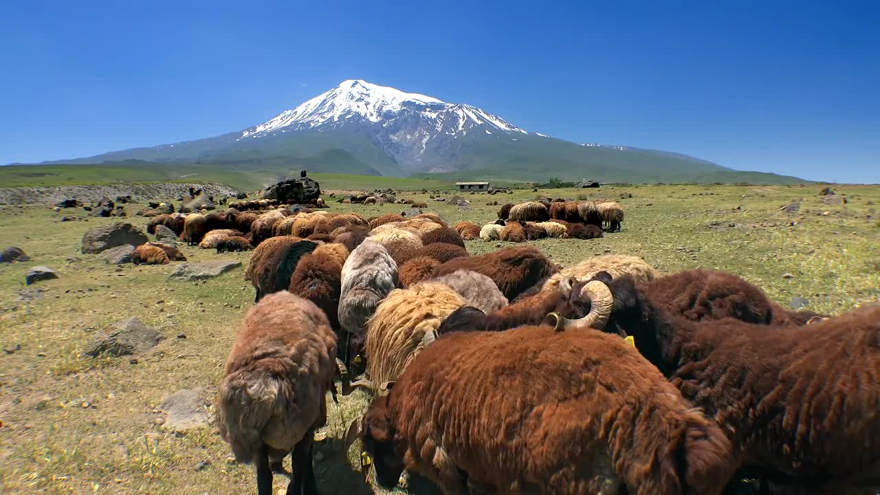Free Stock Video Sheep Grazing In The Mountain Valley Live Wallpaper - Free Download