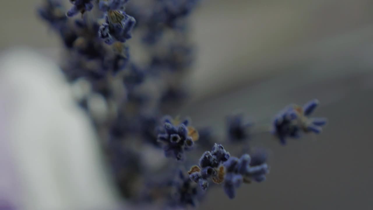 Stock Video Lavender Flowers Close Up Animated Wallpaper - Free Download