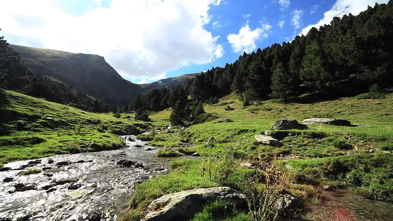 Free Video Stock Stream Crossing A Beautiful Calm Forest Live Wallpaper - Free Download