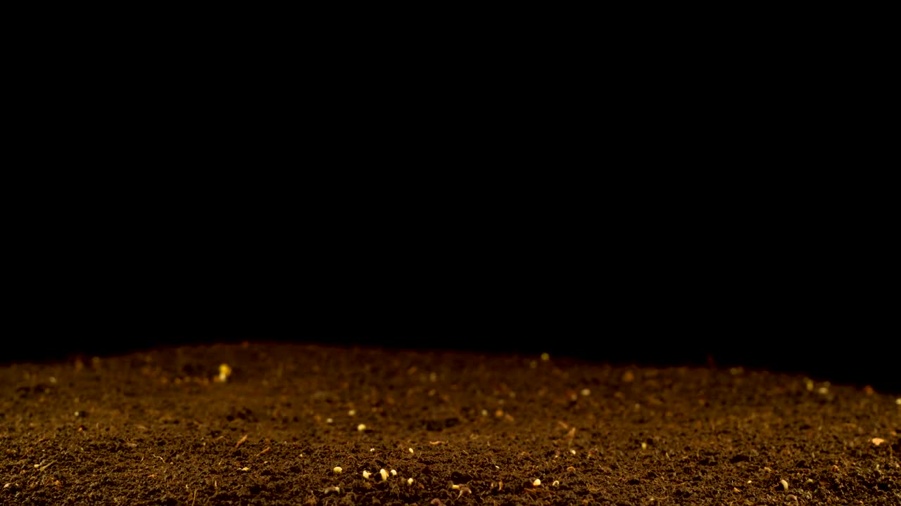 Stock Video Many Plants Slowly Sprouting From The Groun Animated Wallpaper - Free Download