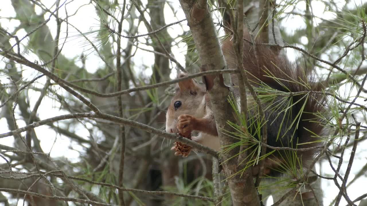 Free Video Stock Squirrel In A Tree Eating A Pinecone Live Wallpaper - Free Download