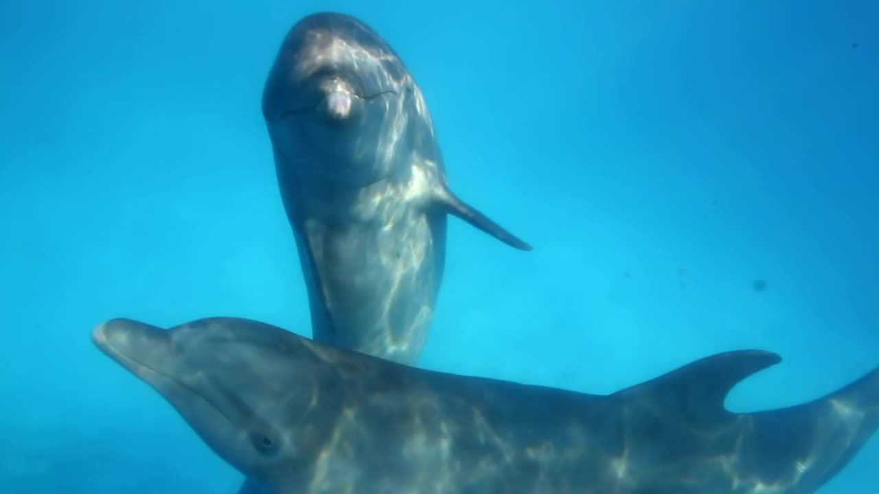 Stock Video Dolphins Underwater Live Wallpaper For PC - Free Download
