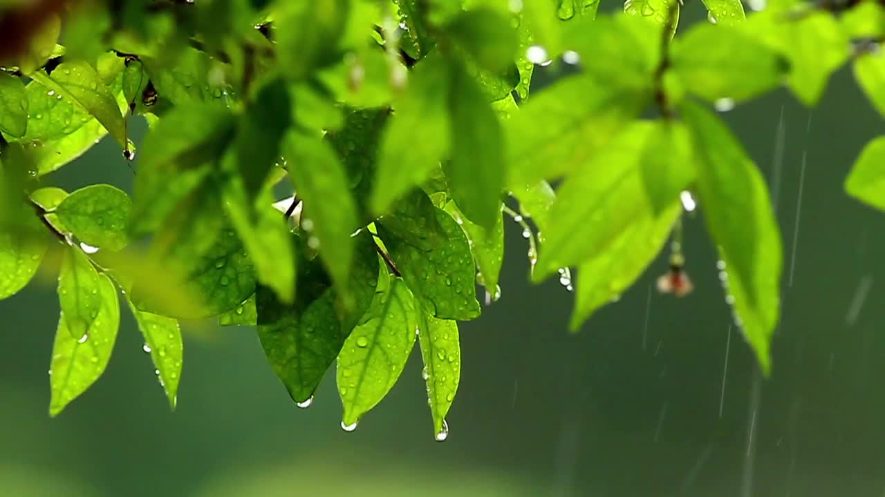 Stock Video Droplets Of Rain Covering Leaves Live Wallpaper For PC - Free Download