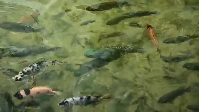 Stock Video Large Fish Feeding In A Pond Smal Animated Wallpaper - Free Download