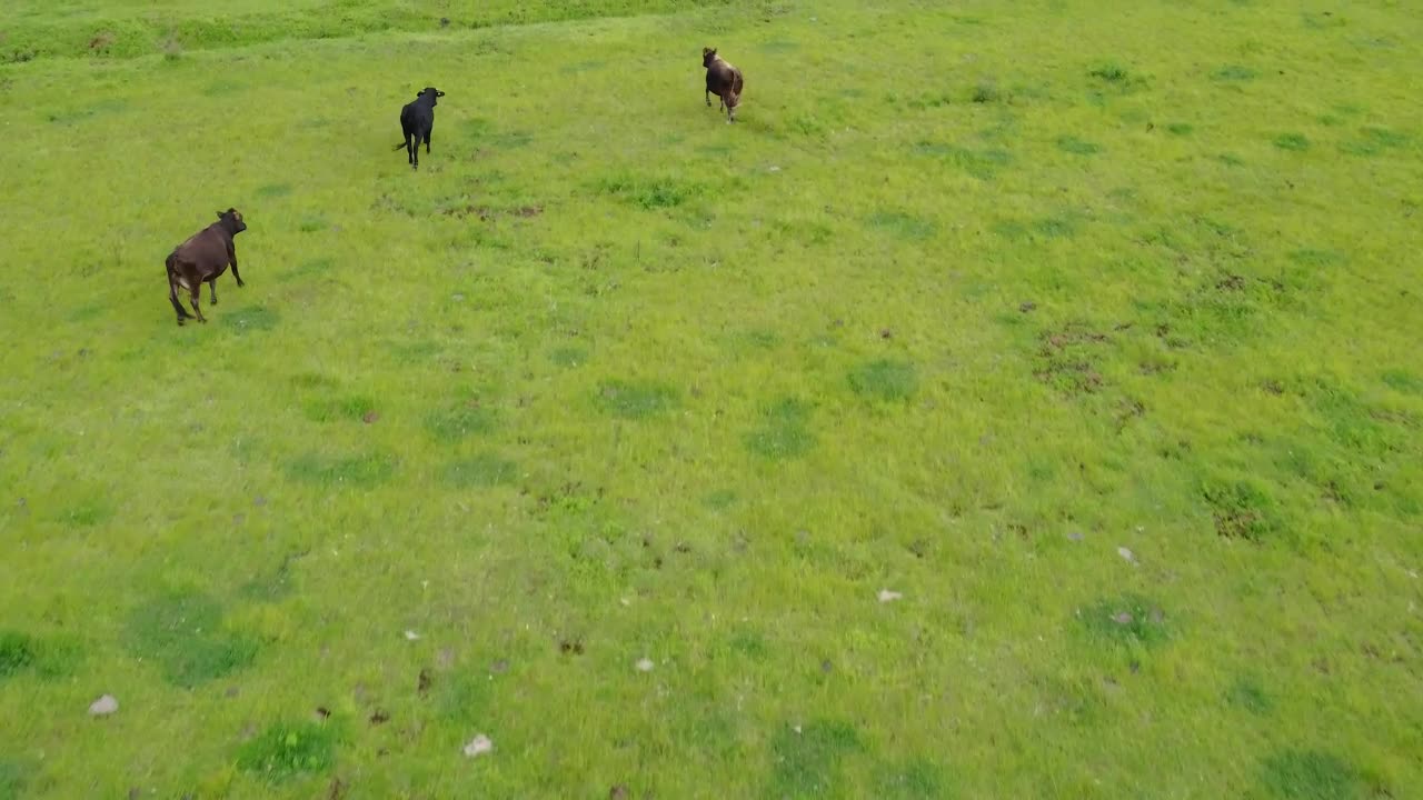 Video Stock Calves In A Meadow In An Aerial Shot Live Wallpaper For PC - Free Download