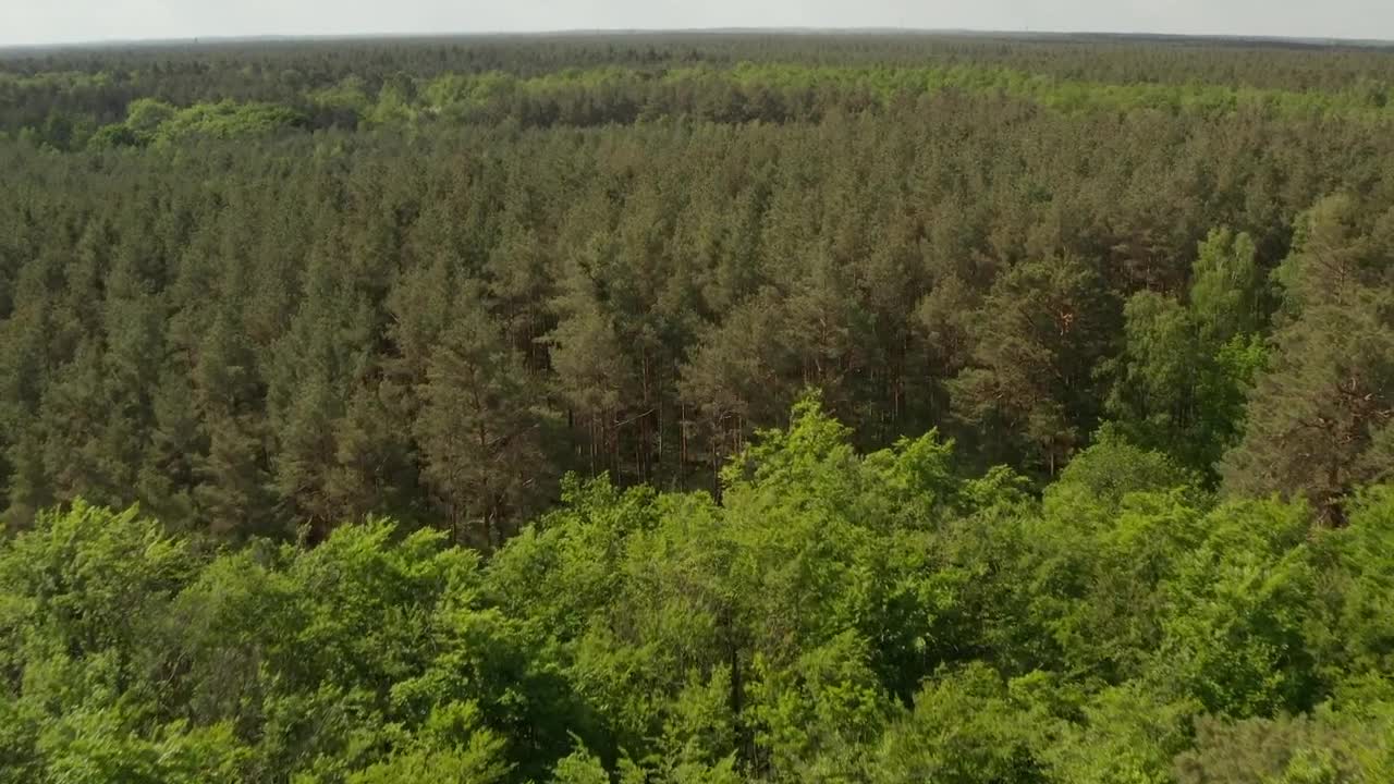 Stock Video Huge Forest Full Of Green Trees Aerial Tilt Shot Animated Wallpaper - Free Download