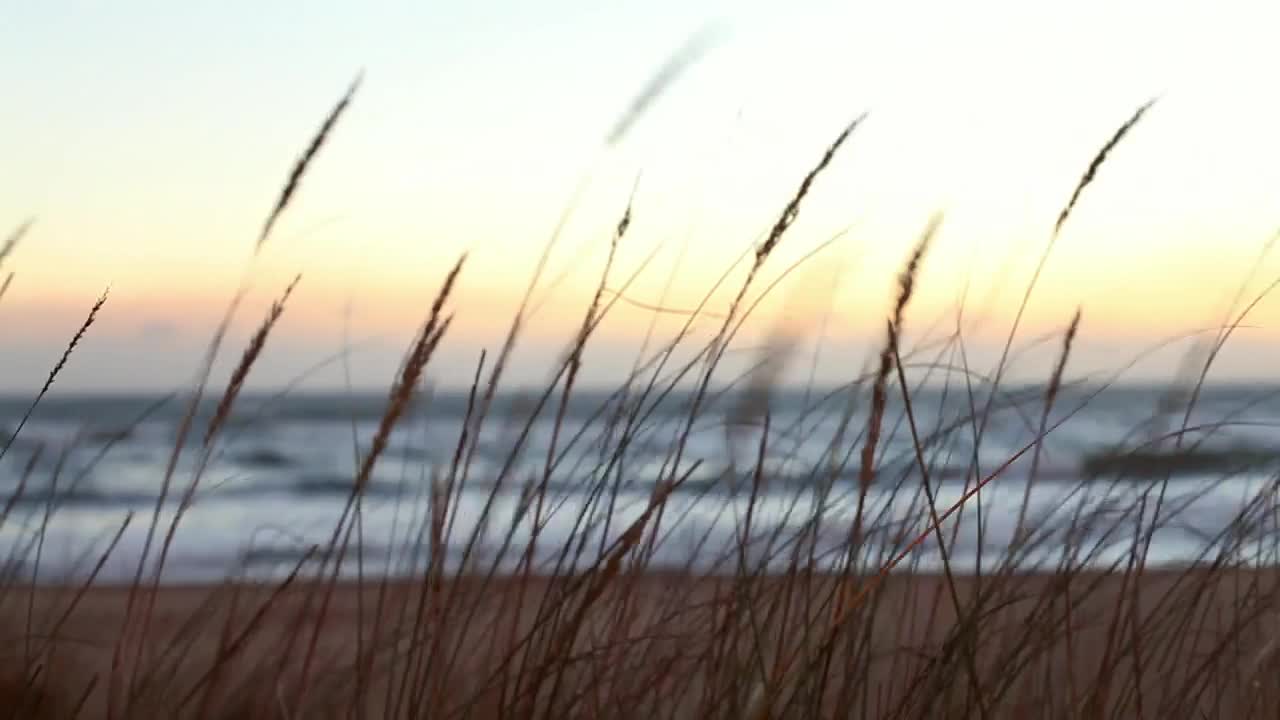 Free Stock Video Waves Reaching The Beach Behind Plants Live Wallpaper - Free Download