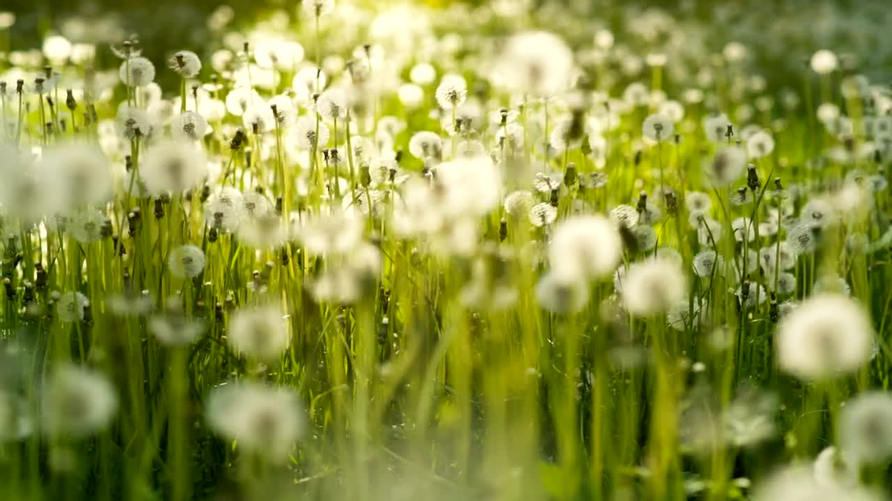 Stock Video Field Full Of Dandelions Live Wallpaper For PC - Free Download