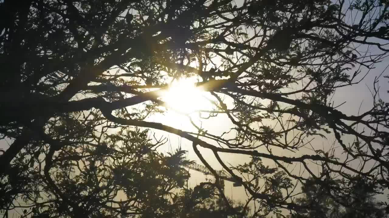 Free Video Stock Sunlight Through The Branches Being Moved By The Wind Live Wallpaper - Free Download