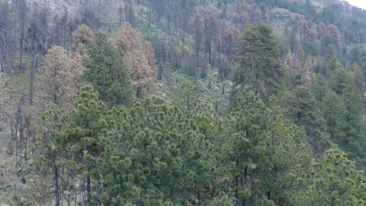 Stock Video Flying Over A Temperate Forest Live Wallpaper For PC - Free Download