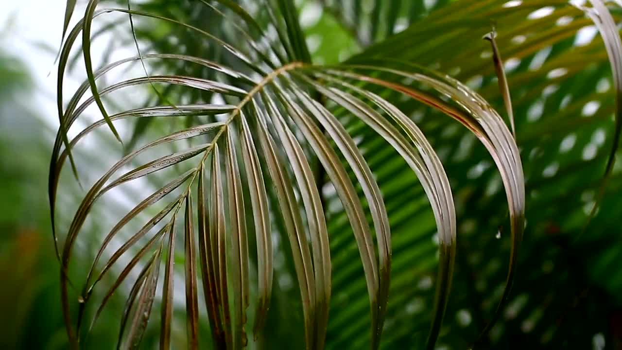 Video Stock Rain Falling Softly On Ferns Live Wallpaper Free - Free Download