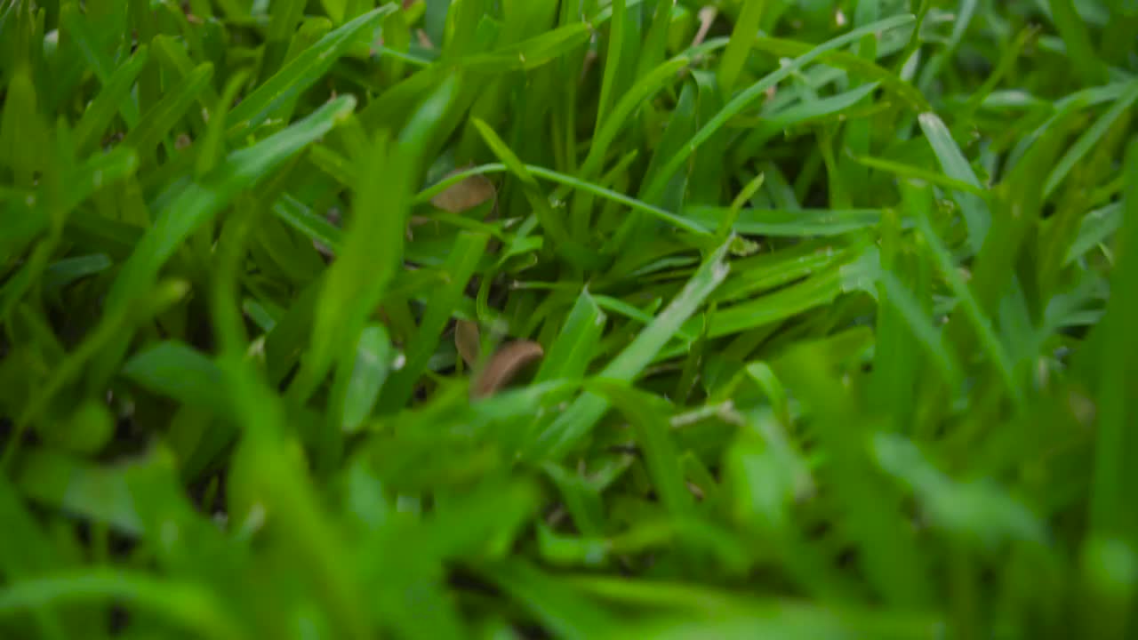 Stock Video Easter Eggs In A Basket In The Garden Live Wallpaper For PC - Free Download