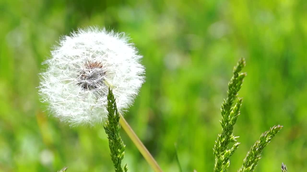 Stock Video Fluffy Dandelion In The Wild Live Wallpaper For PC - Free Download