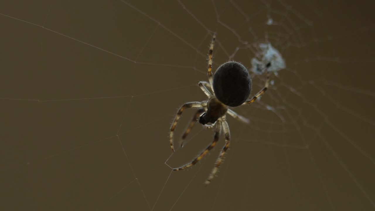 Free Video Stock Spider Moving In The Web Live Wallpaper - Free Download