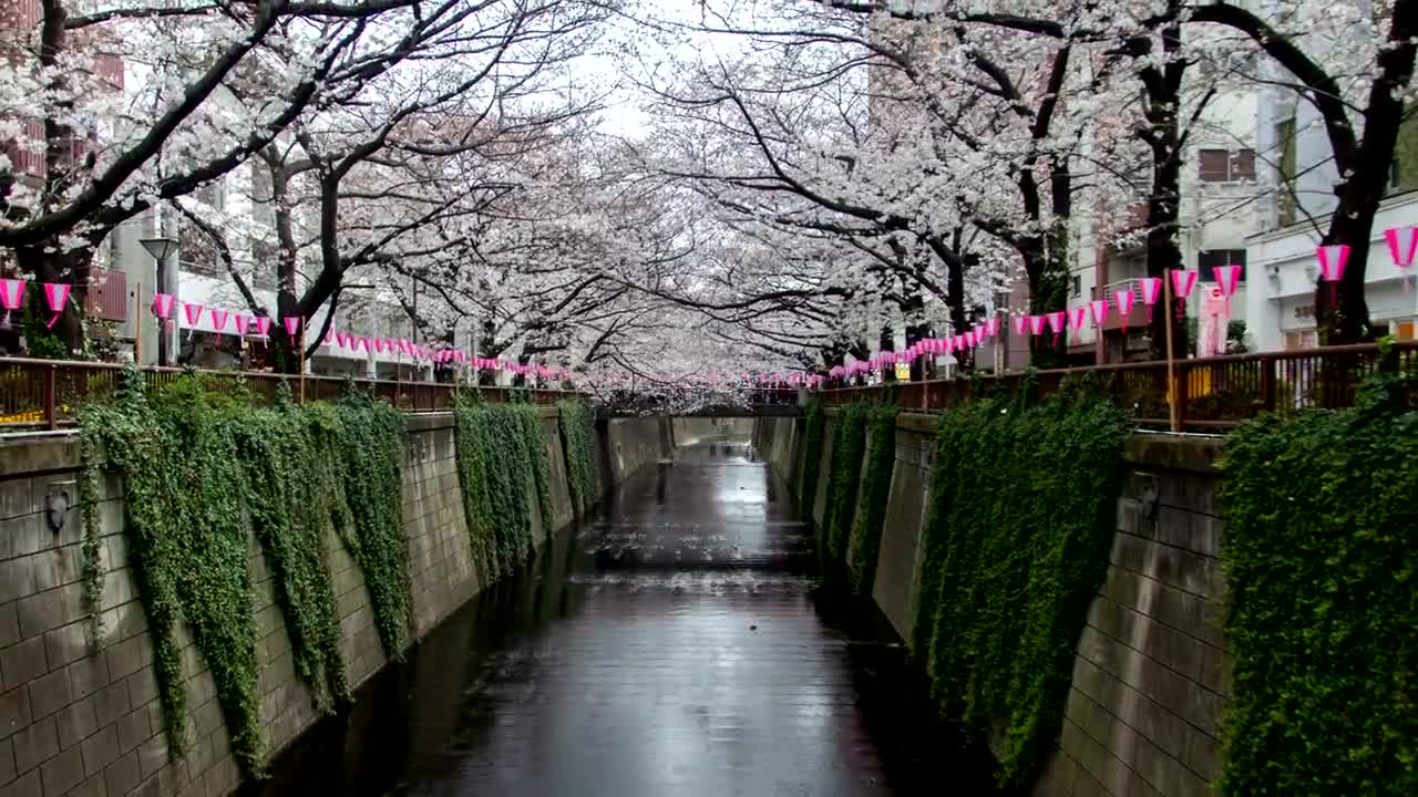 Video Stock Canal In The City Surrounded By White Cherry Trees Live Wallpaper For PC - Free Download