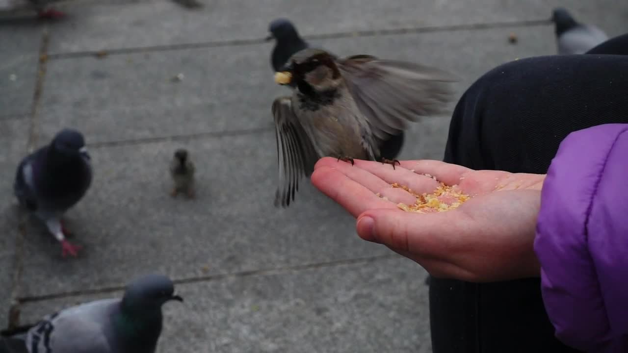 Stock Video Person Feeding Birds With His Hand On The Street Live Wallpaper - Free Download