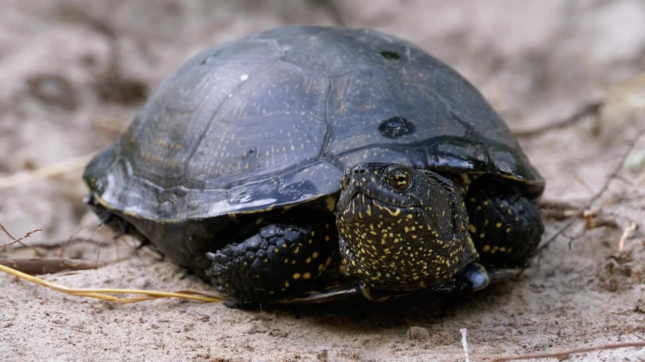 Free Stock Video Turtle Breathing Relaxed Live Wallpaper - Free Download