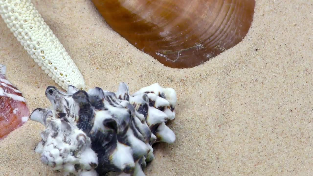 Free Stock Video Shells Oysters And Starfish On Sand Close Up Live Wallpaper - Free Download