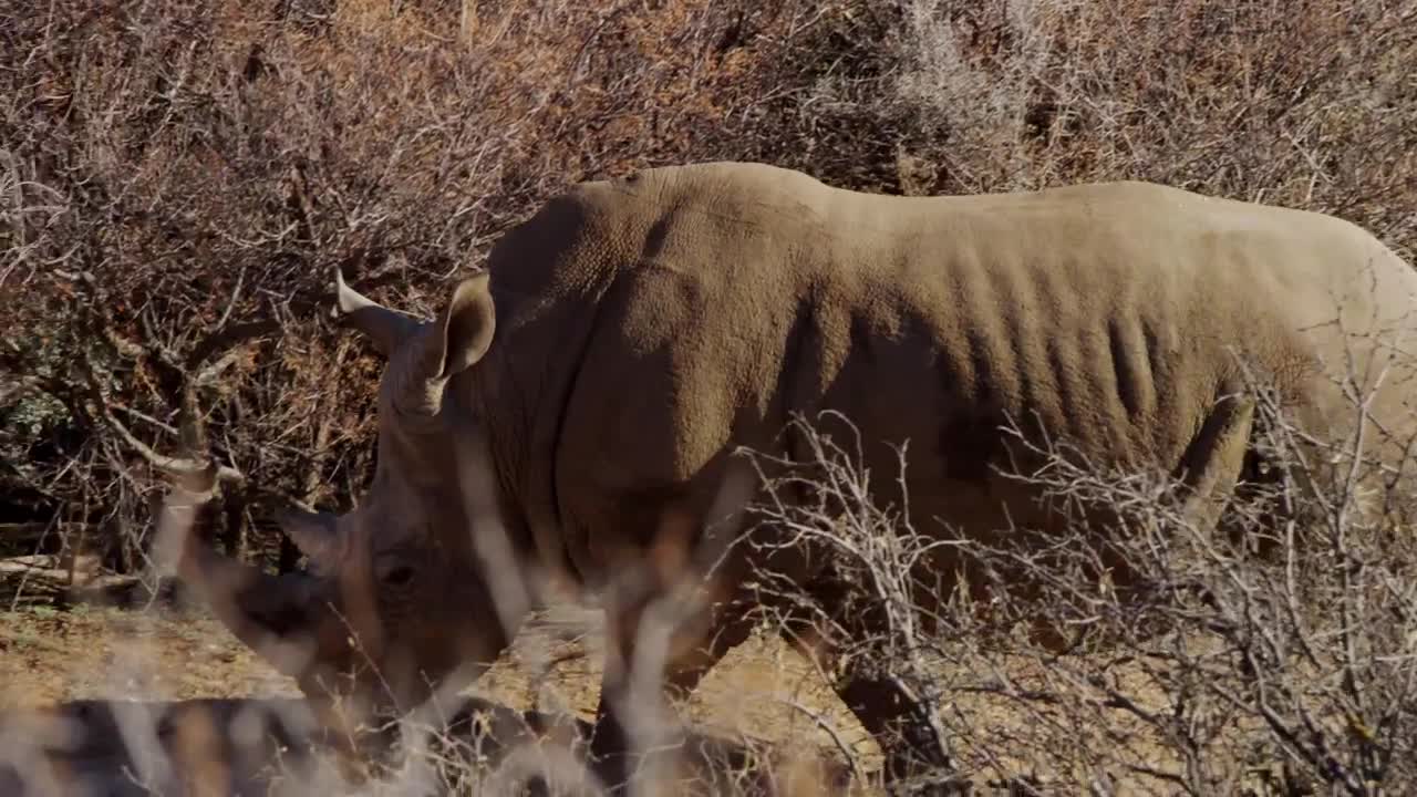 Free Stock Video Rhinoceros In The Jungle Tracking Shot Live Wallpaper - Free Download
