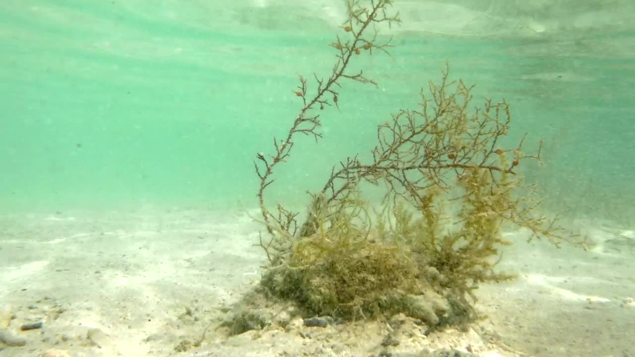 Free Stock Video Seaweed Growing In The Shallows Live Wallpaper - Free Download
