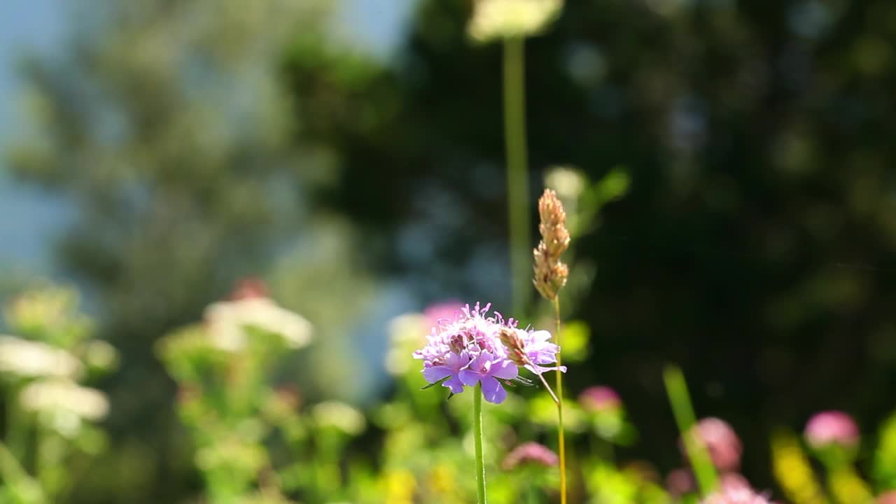 Stock Video Bee Pollinating Flowers Live Wallpaper For PC - Free Download