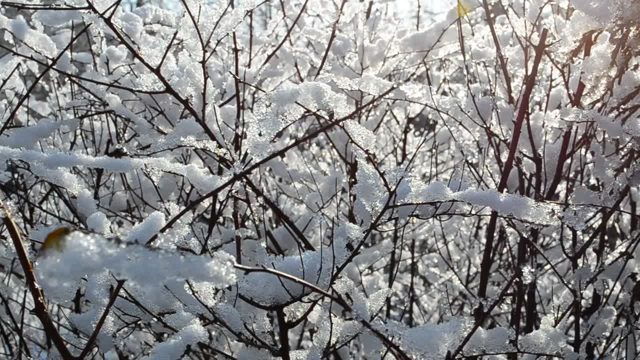 Free Video Stock Snow Covered Bush Live Wallpaper - Free Download